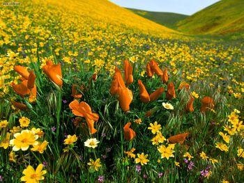 Peaceful Valley Poppies And Coreopsis screenshot