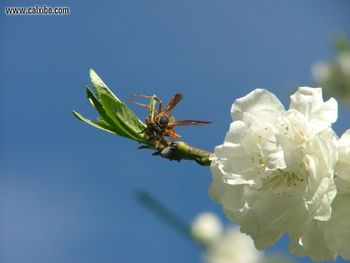 Peach Blossoms screenshot