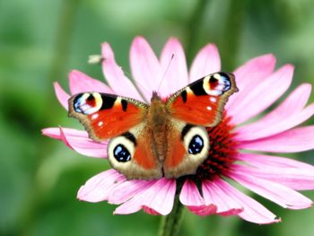 Peacock Butterfly Flower screenshot