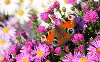 Peacock butterfly screenshot