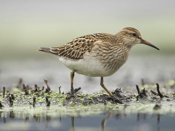 Pectoral Sandpiper Foraging, Annapolis Valley, Nova Scotia, Canada screenshot