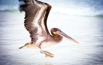 Pelican Water Bird screenshot