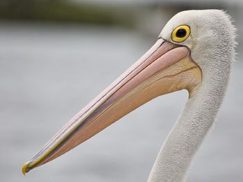 Pelican screenshot