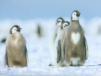 Penguin With Hearts Happed Moulting screenshot