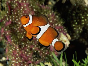 Percula Clownfish screenshot