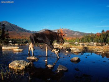 Perfect Stride Moose screenshot