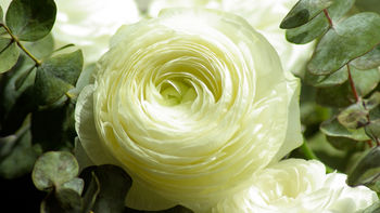 Persian Buttercup White Flower screenshot