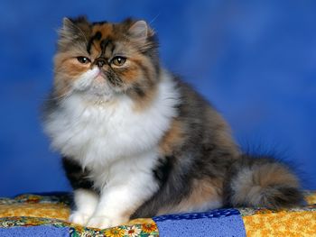 Persian Calico Kitten screenshot