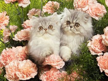 Persian Kittens Among Carnations screenshot