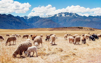 Peru Sheep Fields screenshot