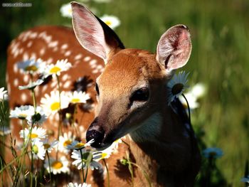 Petal Pusher White Tailed Deer screenshot