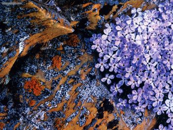 Phlox Alyssifolia, Wyoming screenshot