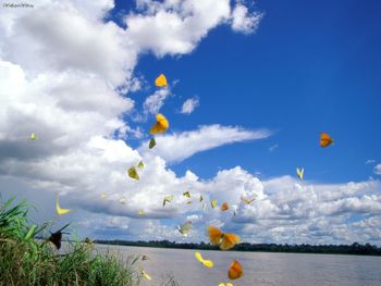 Pierides Butterflies, Amazon River, Colombia screenshot