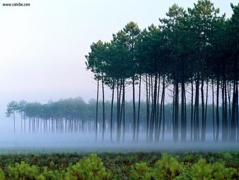 Pine Forest Landes France screenshot