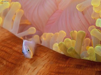 Pink Anemonefish Wailigi Lala Fiji screenshot