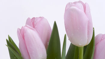 Pink Bud HD screenshot