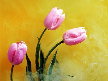 Pink Buds & Yellow Smoke screenshot