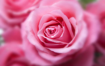 Pink Color Rose screenshot
