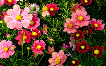 Pink Cosmos Flowers screenshot