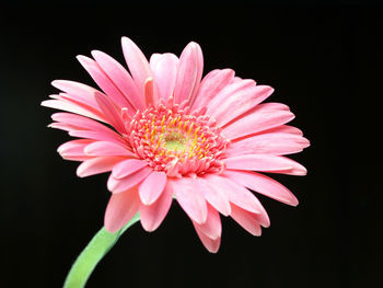 Pink Daisy screenshot