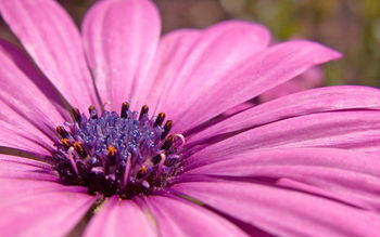 Pink flower HD Wide screenshot