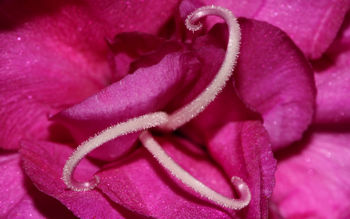 Pink Flower Macro screenshot