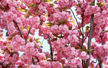 Pink Flowers Bloom screenshot