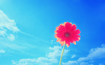 Pink Gerbera Flower screenshot