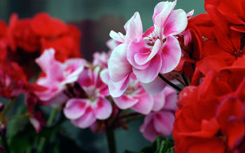 Pink Red Flowers screenshot
