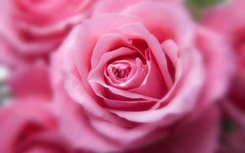 Pink Rose 4K screenshot