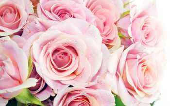 Pink Roses screenshot