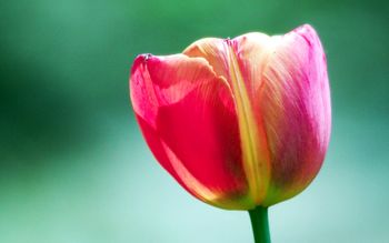 Pink Tulip Flower screenshot