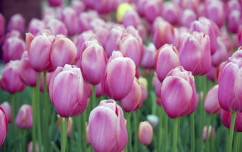 Pink Tulips screenshot