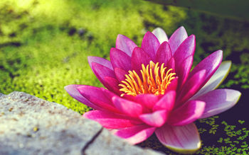 Pink Water Lily Flower screenshot