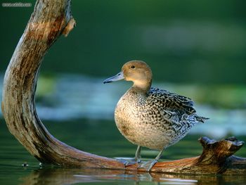 Pintail Hen screenshot