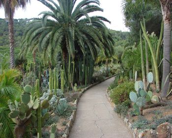 Pinya De Rosa The Botanical, Tropical Garden screenshot