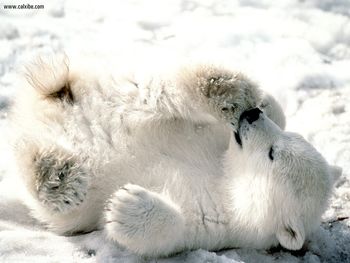 Playful Baby Polar Bear screenshot
