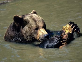 Playtime Brown Bear screenshot