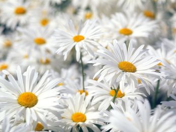 Plentiful Oxeye Daisies screenshot