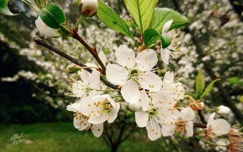 Plum Blossoms screenshot