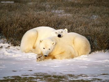 Polar Bear Cuddle screenshot