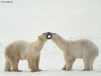 Polar Bear Greeting screenshot