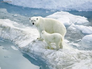 Polar Bear On Ice screenshot