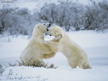 Polar Bear Romp screenshot