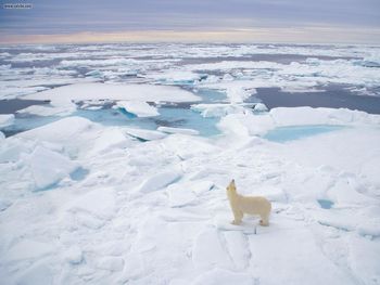Polar Bear Svalbard Norway screenshot