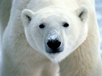 Polar Bear screenshot