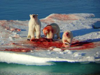 Polar Bears Eating Meat screenshot