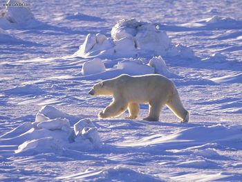 Polar Walk Canada screenshot