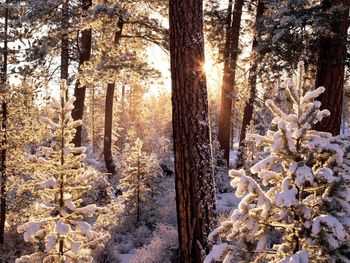 Ponderosa Starburst Fremont National Forest Oregon screenshot