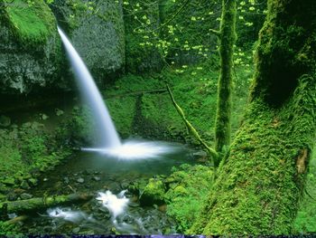 Ponytail Falls, Columbia River Gorge, Oregon screenshot